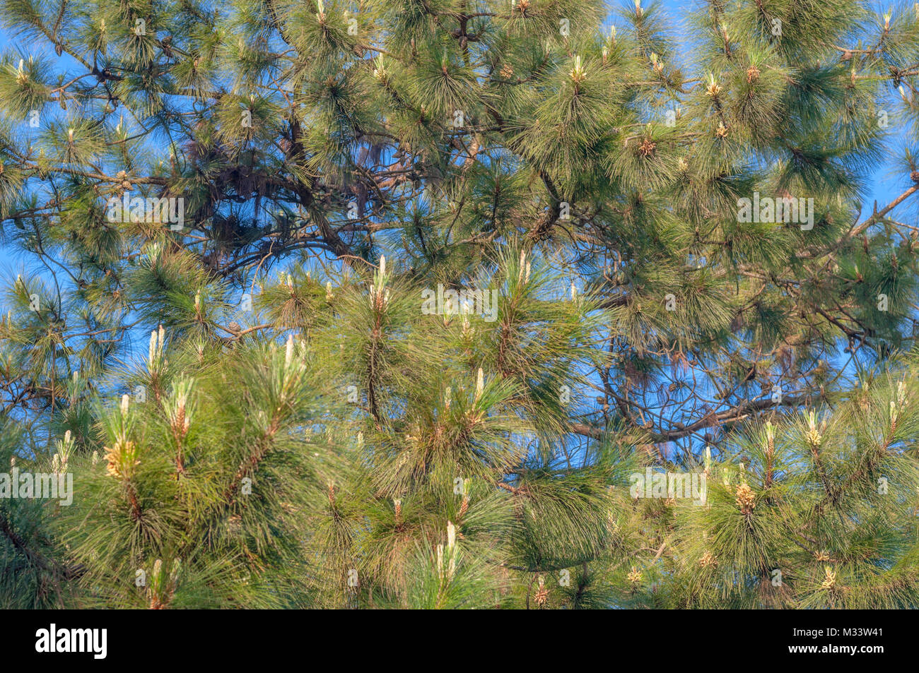 Kesiya Pine tree branch at top mountain with blue sky background Stock Photo