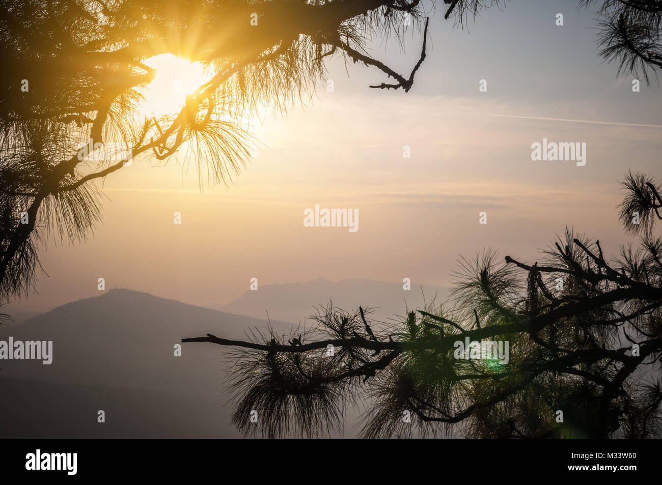 Sunrise Pine tree silhouette at top mountain warm sky fog background Stock Photo