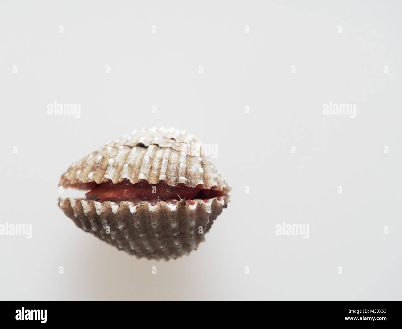 Raw cockle, ark shell, shot high angle view isolated on white background Stock Photo