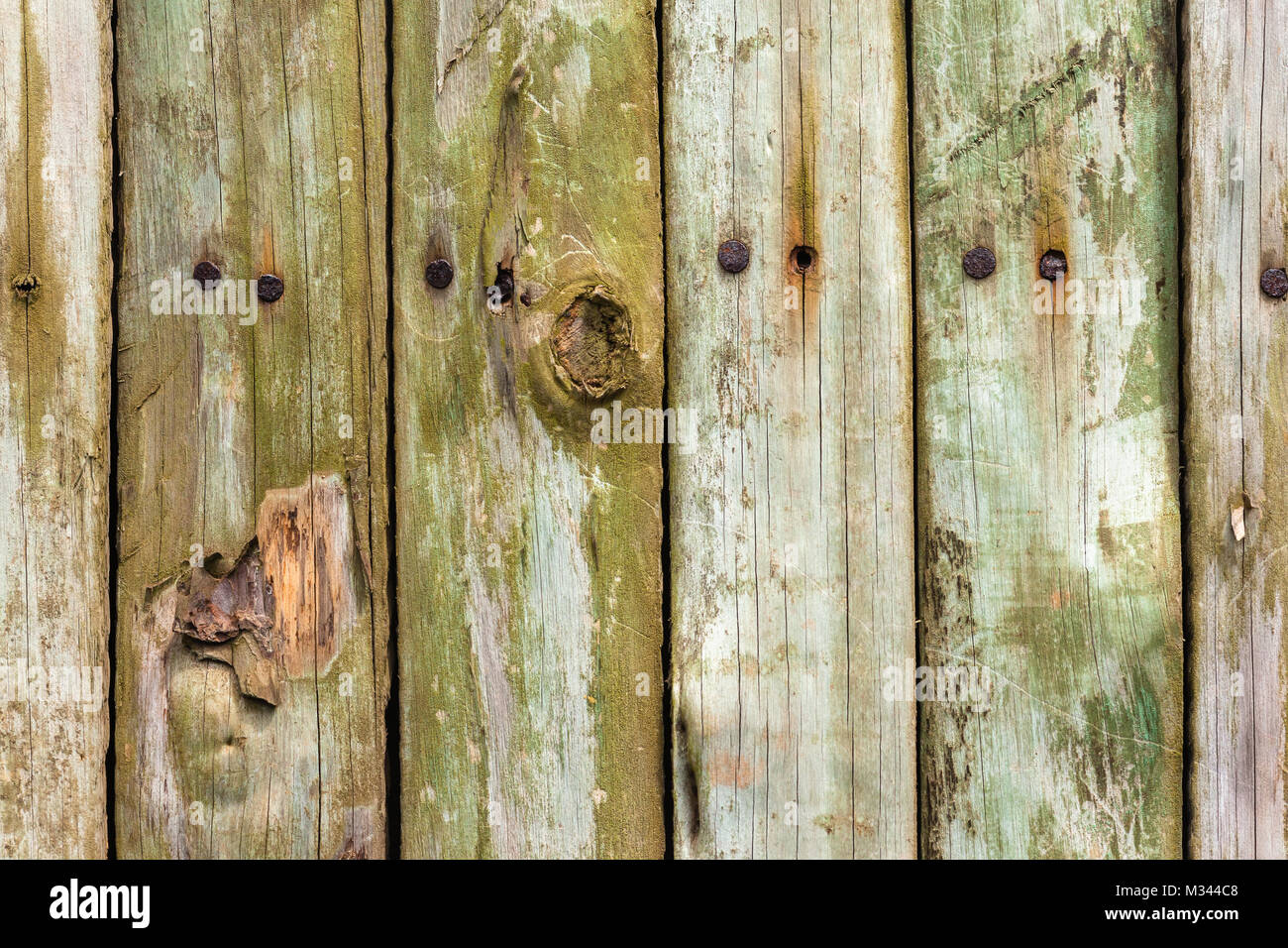 Wood slat fence slats closeup section with metal nails fungus green