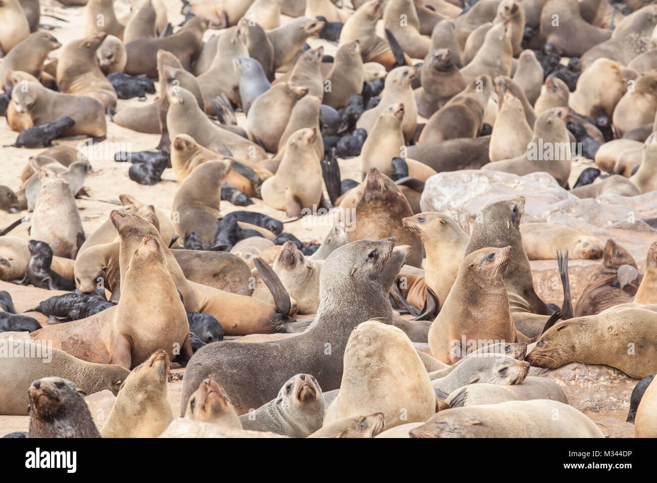 Cape Fur seal colony, Namibia Stock Photo