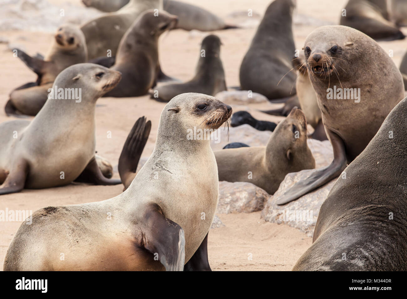 Cape Fur seal colony, Namibia Stock Photo