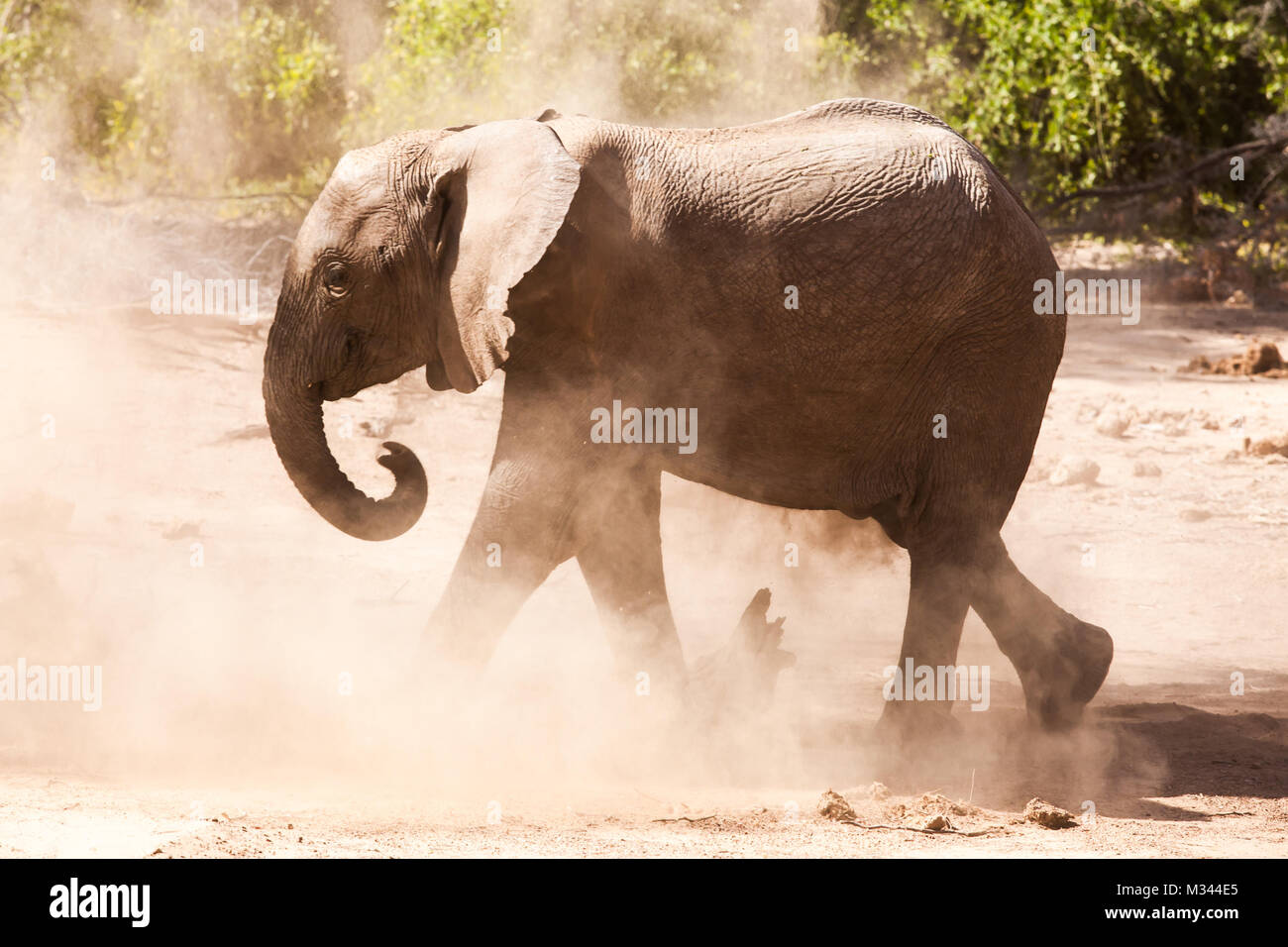 Elephant walking in desert, Namibia Stock Photo
