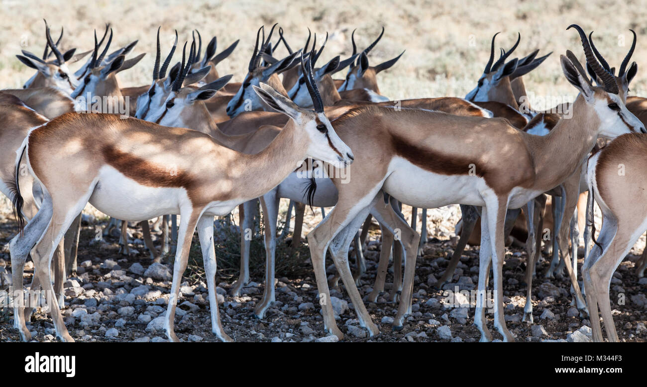 Springbok group hires stock photography and images Alamy