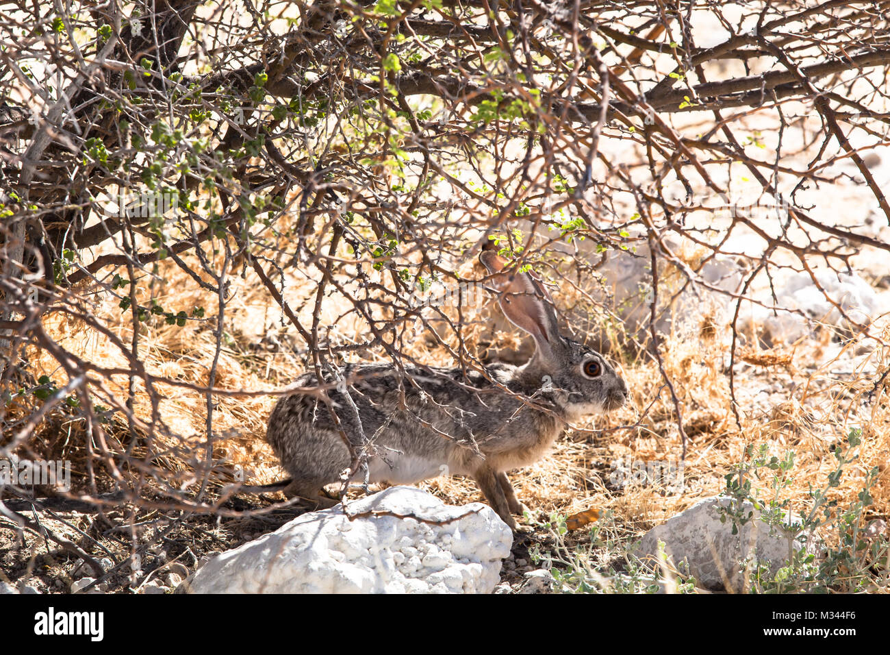 Scrub hare standing under a bush, Etosha National Park, Namibia Stock Photo