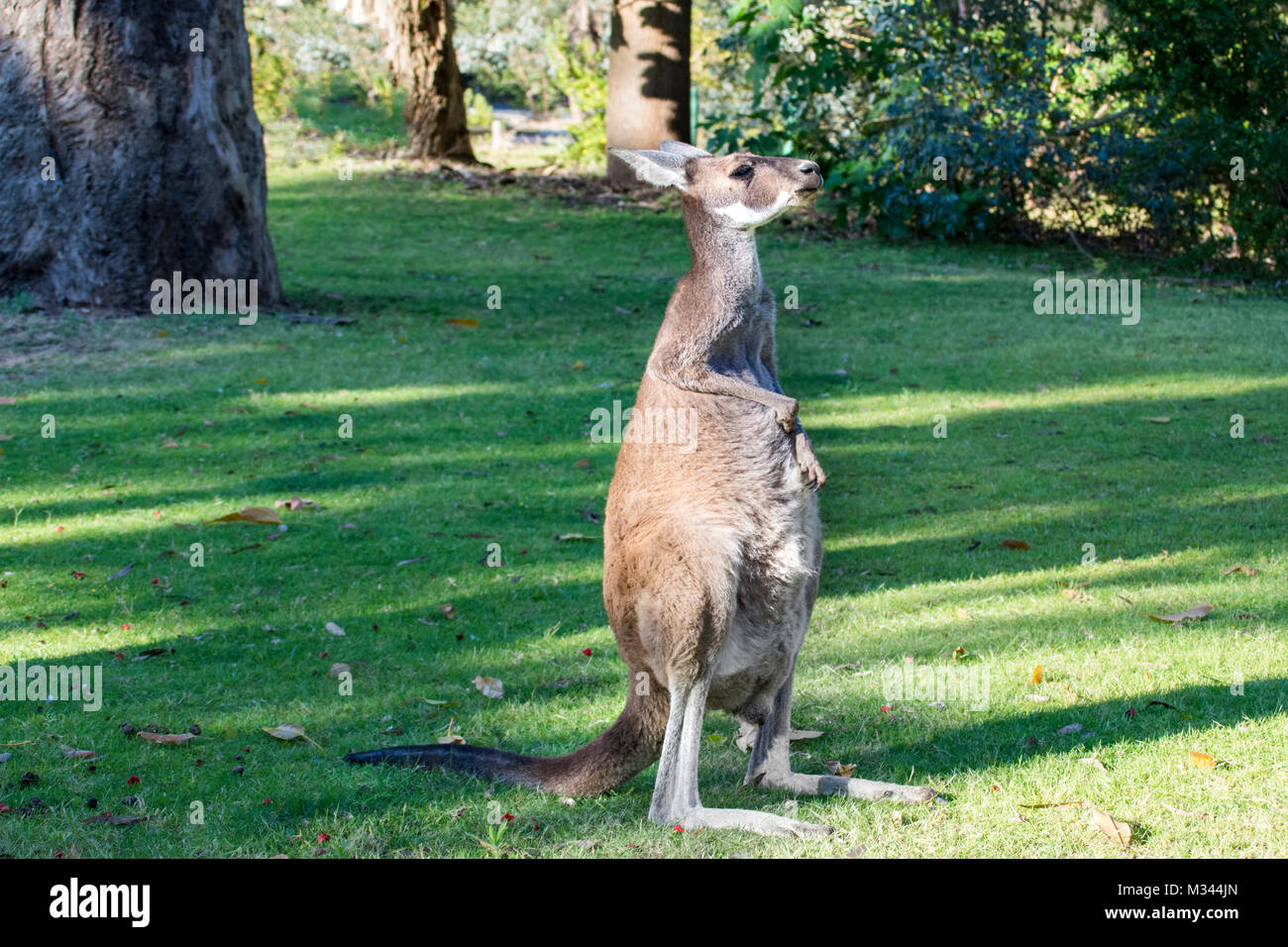 Western Grey Kangaroo scratching its  belly, Perth, Western Australia, Australia Stock Photo