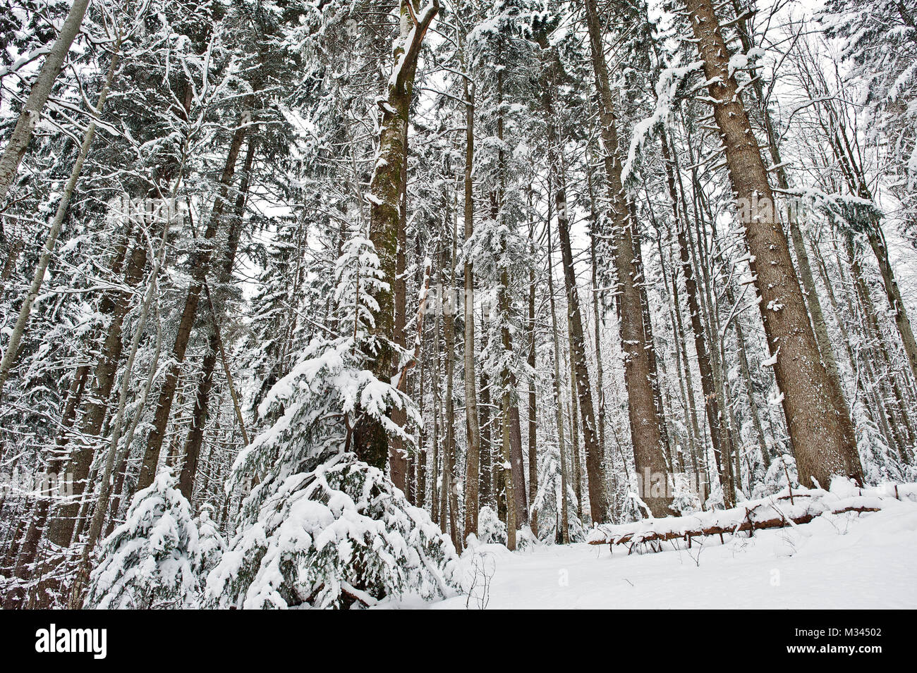 Huge pine trees forest covered by snow. Majestic winter landscapes ...