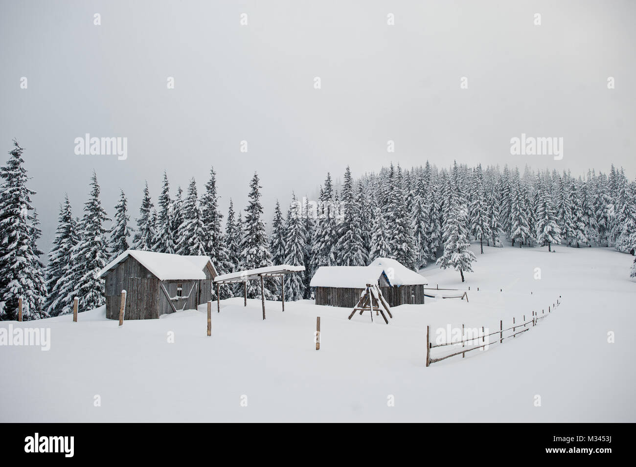 Pine trees covered by snow with wooden house on mountain Chomiak ...