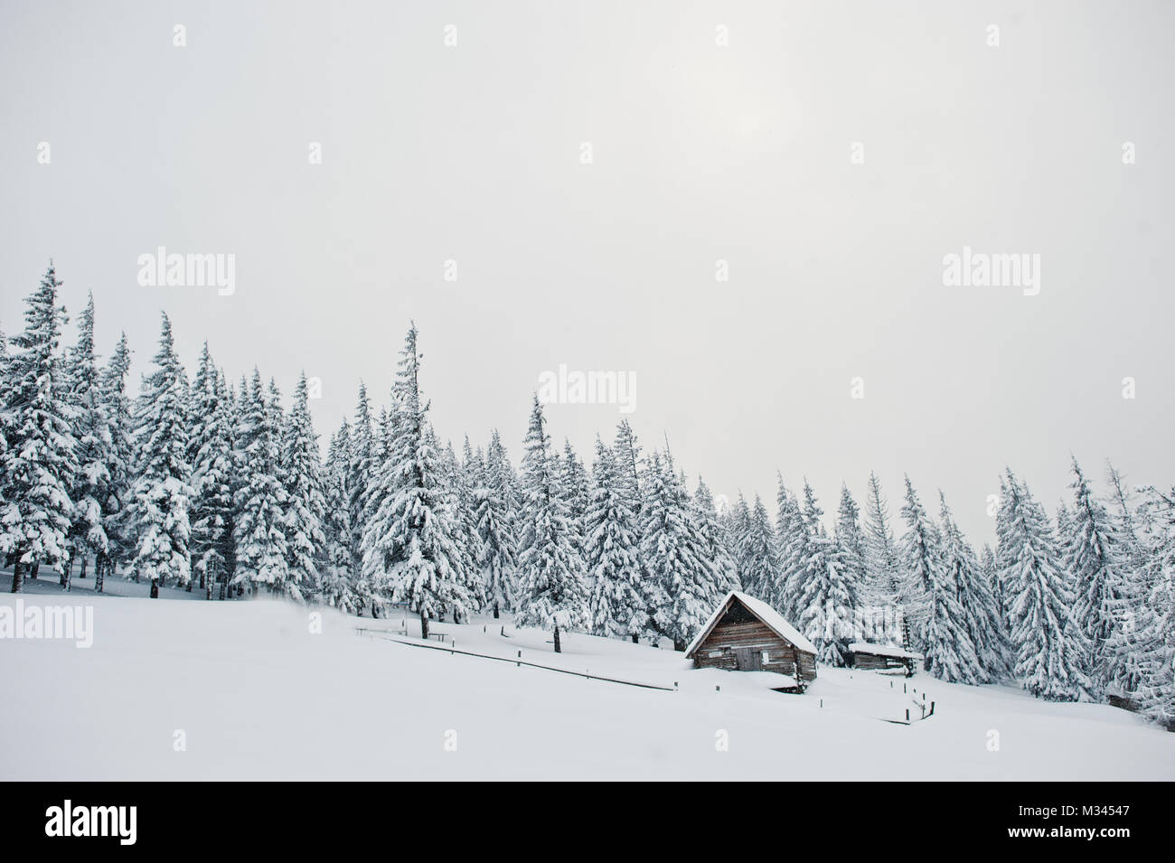 Pine trees covered by snow with wooden house on mountain Chomiak ...