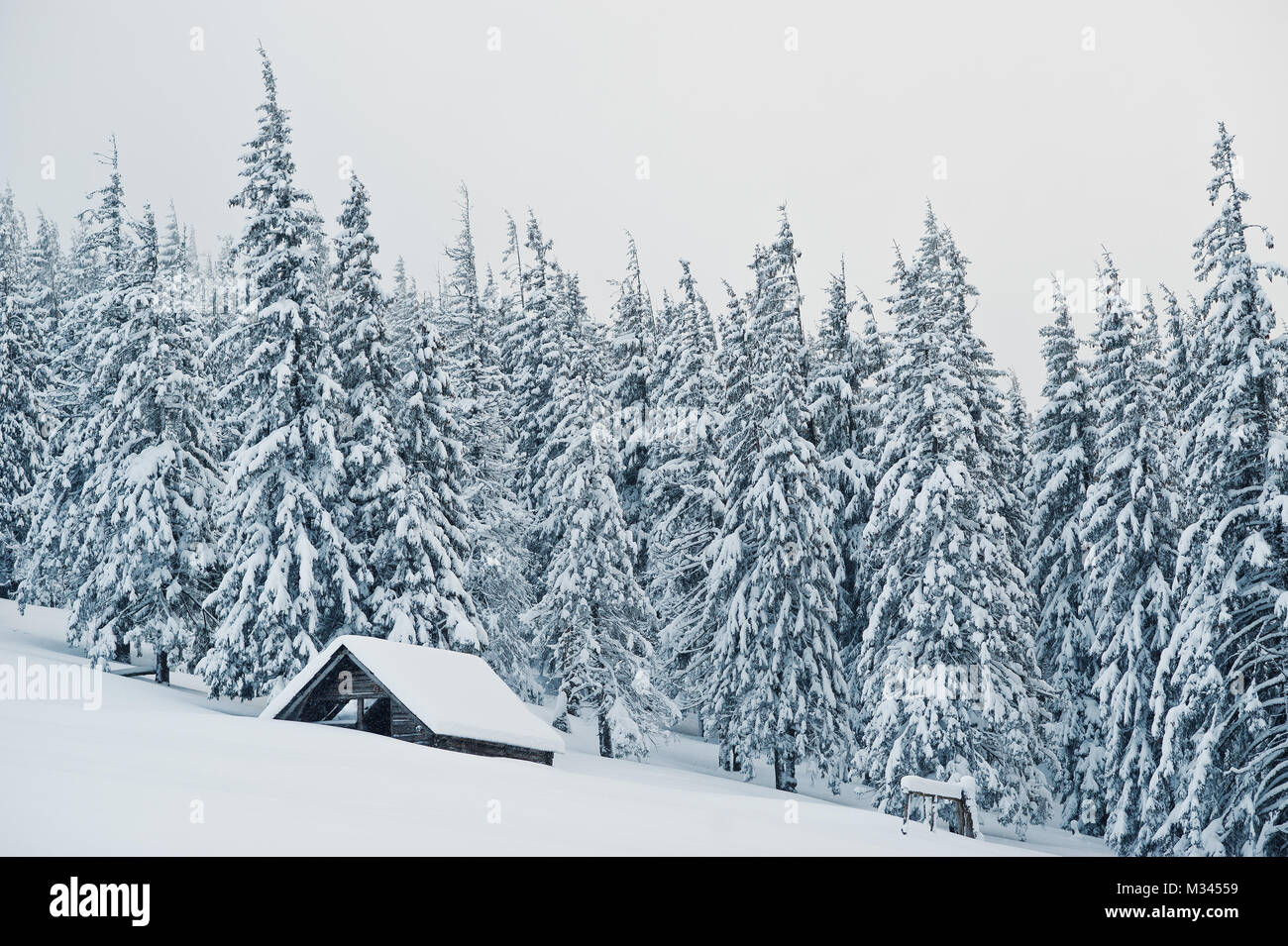Wooden house at pine trees covered by snow on mountain Chomiak ...