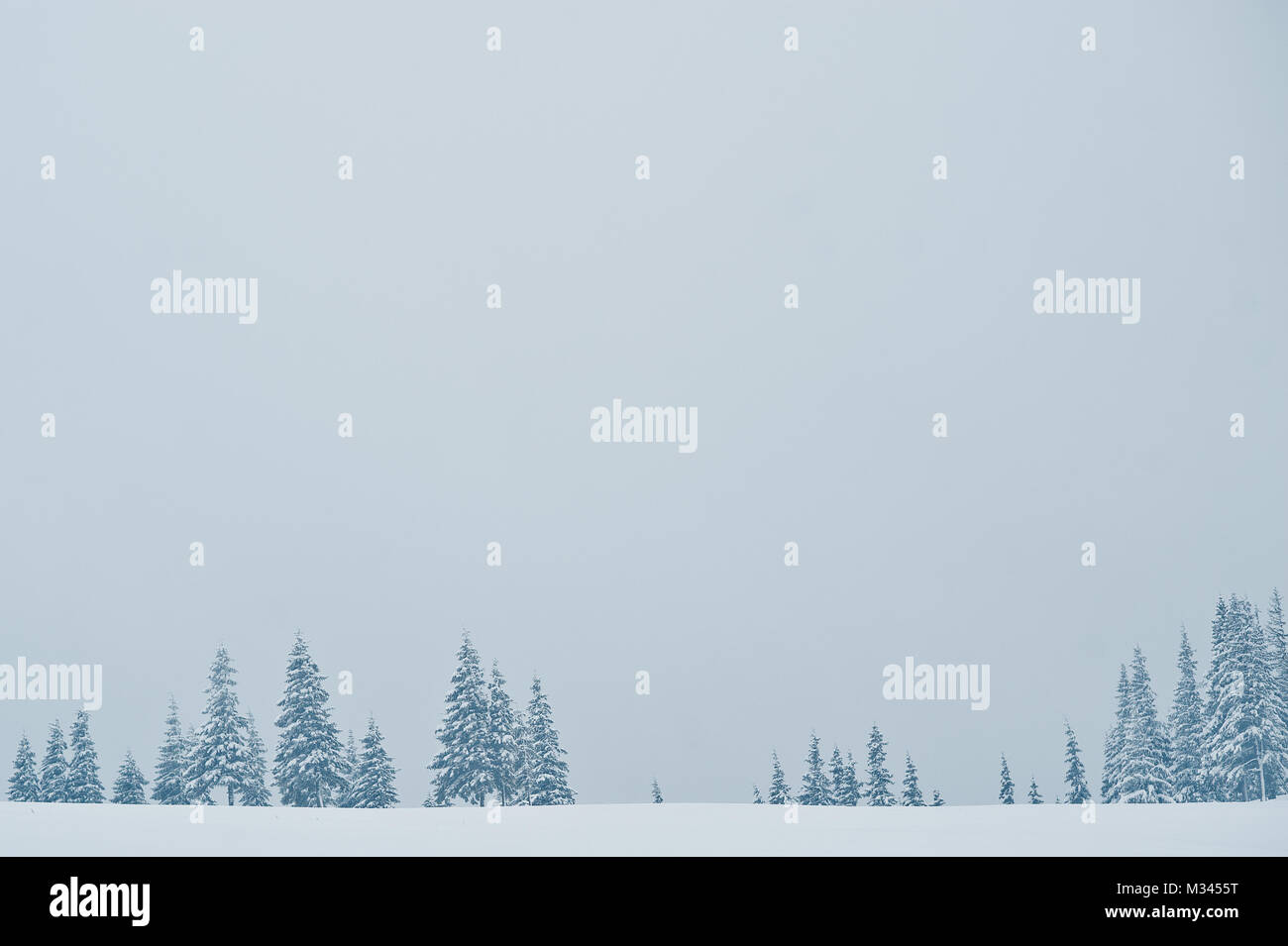 Pine trees covered by snow on mountain Chomiak. Beautiful winter ...