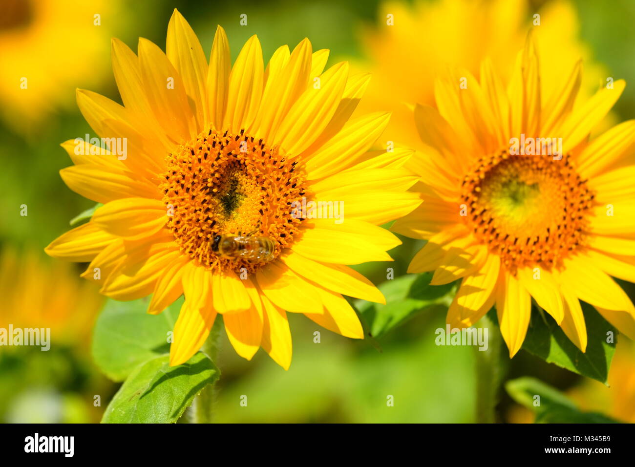Gakko Hi Res Stock Photography And Images Alamy
