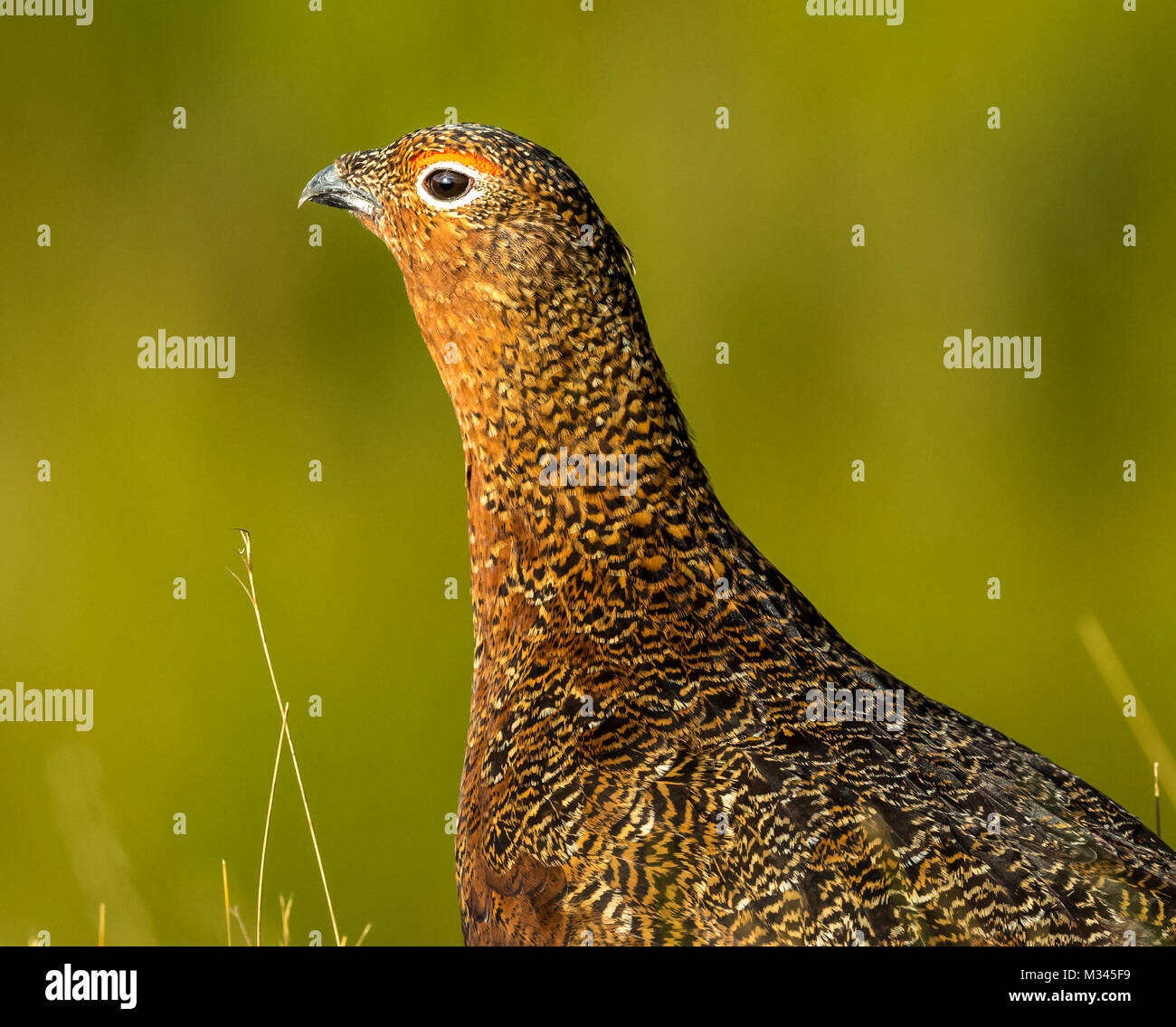 Male Red Grouse, head to shoulders, blurred green background. landscape Stock Photo