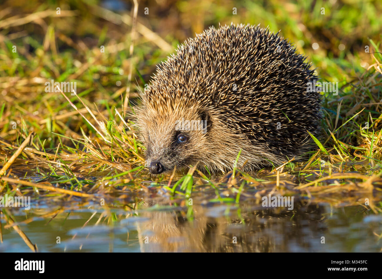 Native, European, wild hedgehog about to take a drink at a pool of water Stock Photo