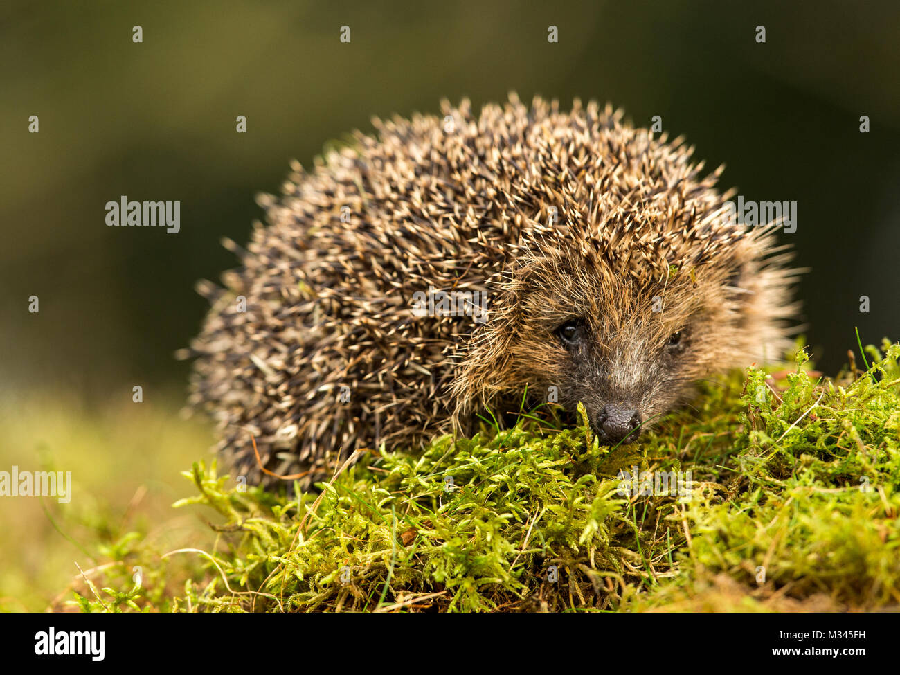 Hedgehog, native, UK wild hedgehog on green moss log Stock Photo