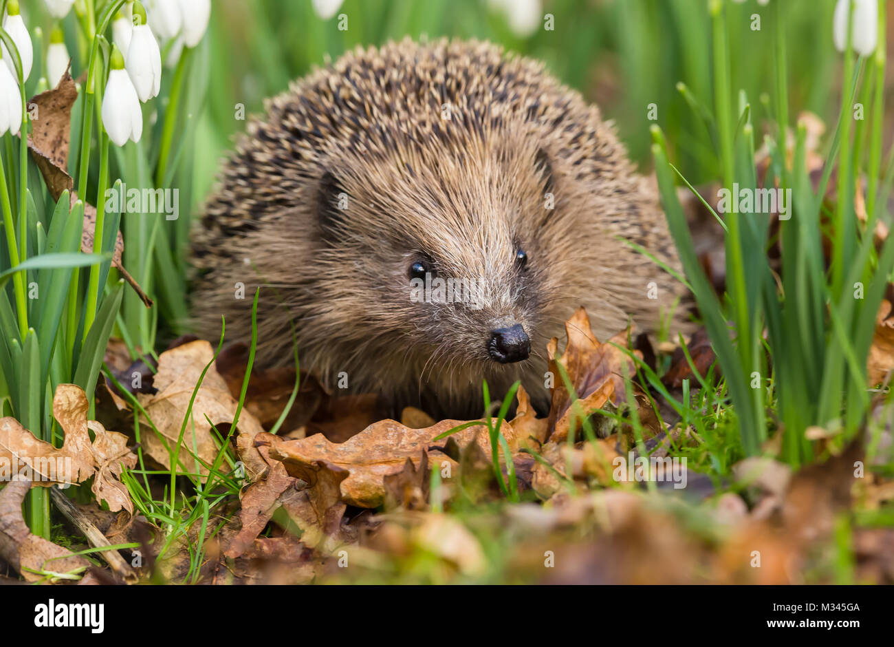 Hedgehog in Springtime, native wild hedgehog in snowdrops, facing forwards, Yorkshire, England, UK Stock Photo