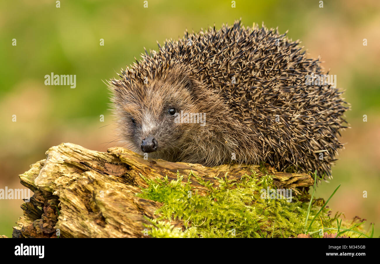 Hedgehog, native, UK wild hedgehog on green moss log Stock Photo