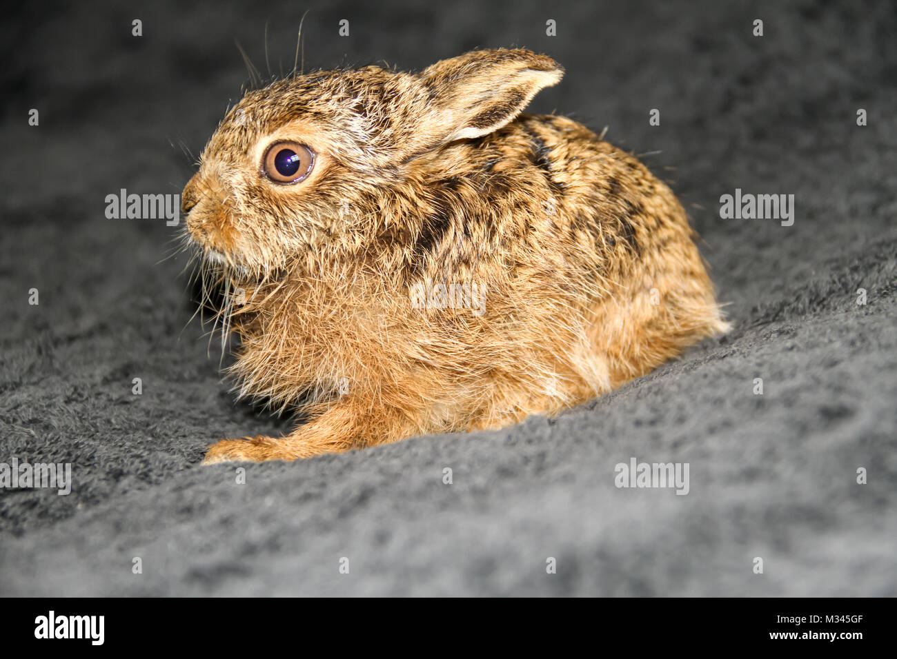 Young hare, a leveret, being hand reared in a Wildlife Rescue, Yorkshire, England Stock Photo
