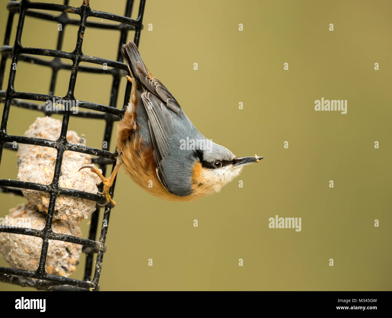 Nuthatch feeding on a suet ball feeder facing right, with blurred background Stock Photo