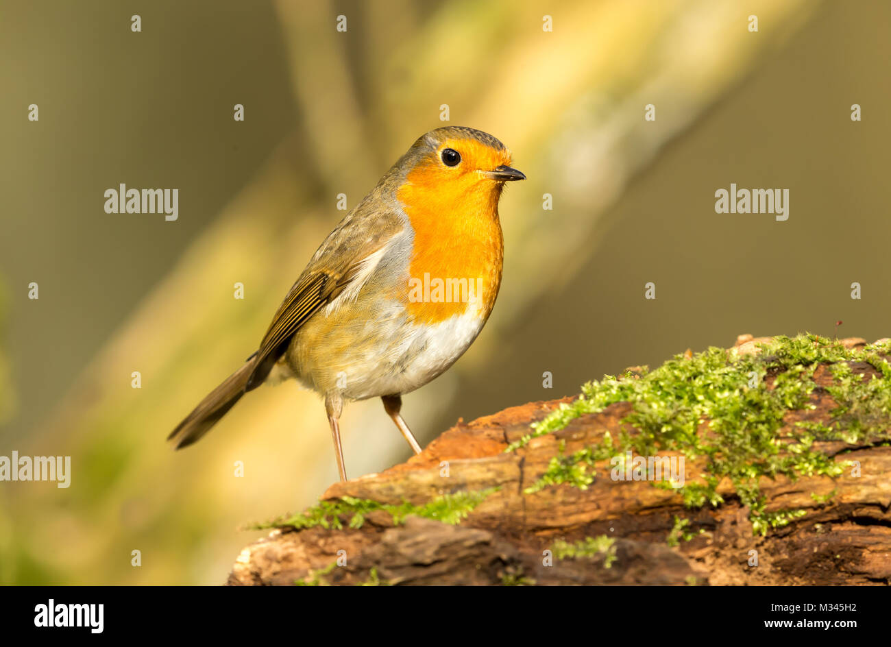 Robin Red Breast, Erithacus rubecula, on moss covered log with blurred background, landscape Stock Photo