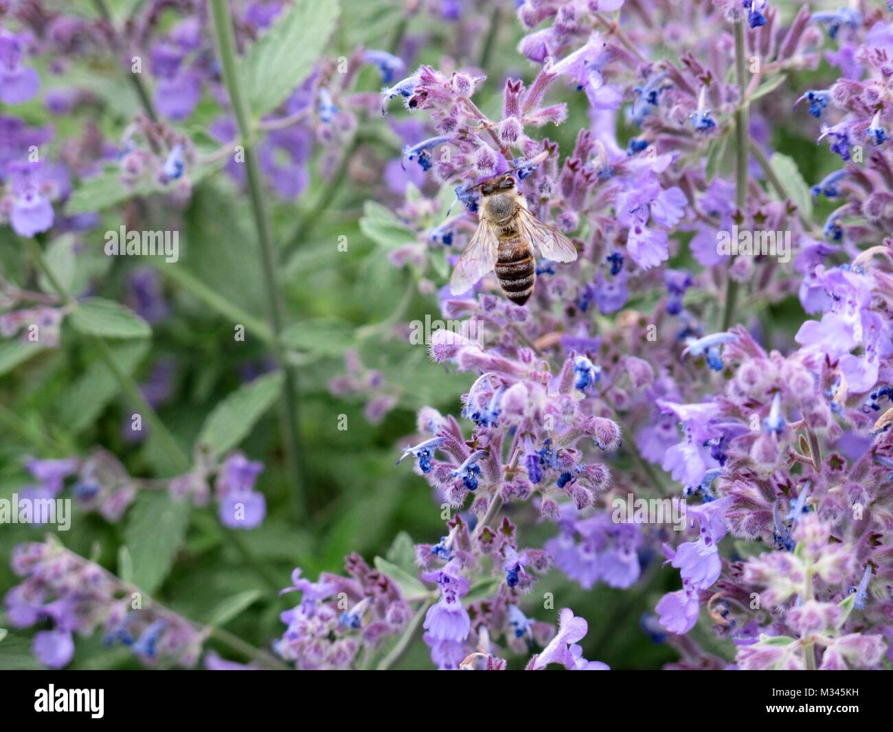 photos from plants, flowers and animals in germany Stock Photo Alamy