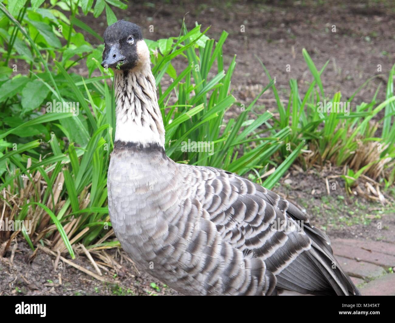 photos from plants, flowers and animals in germany Stock Photo Alamy
