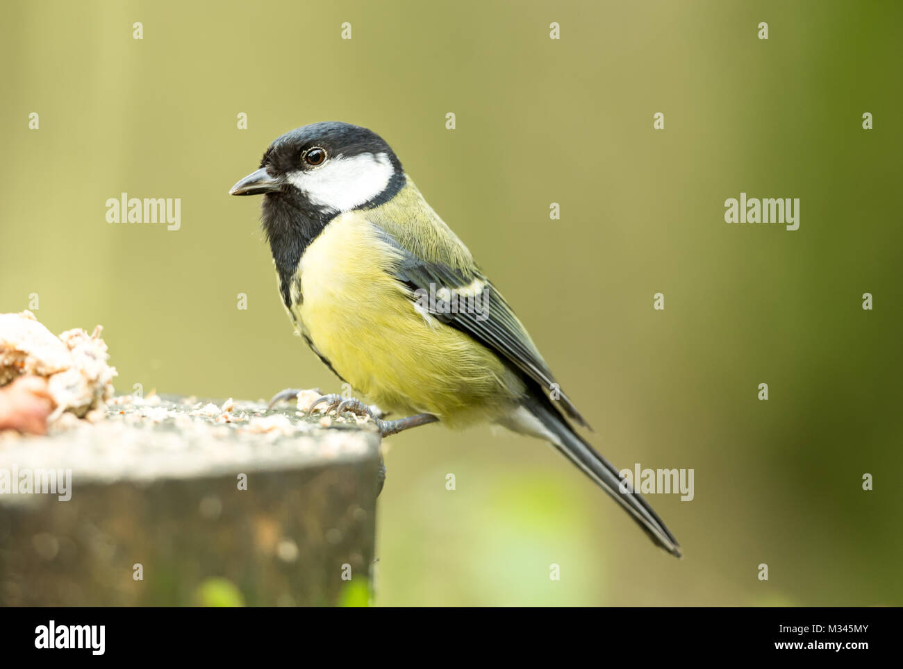 Great tit sat on a bird feeding table with peanuts and bird seed Stock Photo