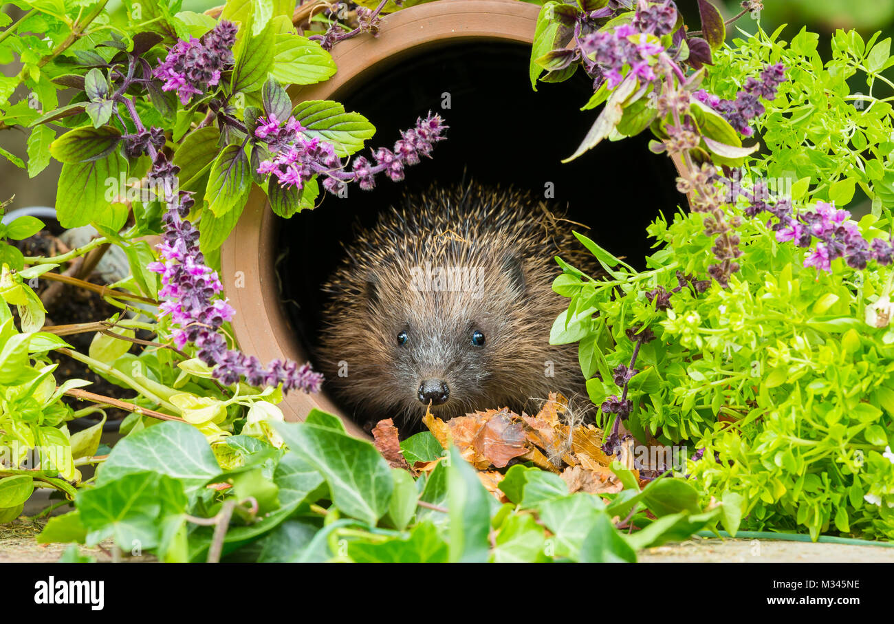 Hedgehog, native, wild hedgehog. Erinaceous Europaeus in terracotta pipe surrounded by garden herbs Stock Photo