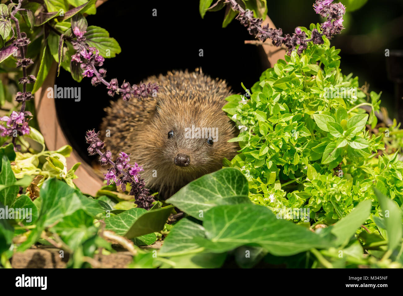 Hedgehog, native, wild European hedgehog facing forward inside a terracotta clay pipe with garden herbs.  Scientific name: Erinaceous Europaeus Stock Photo