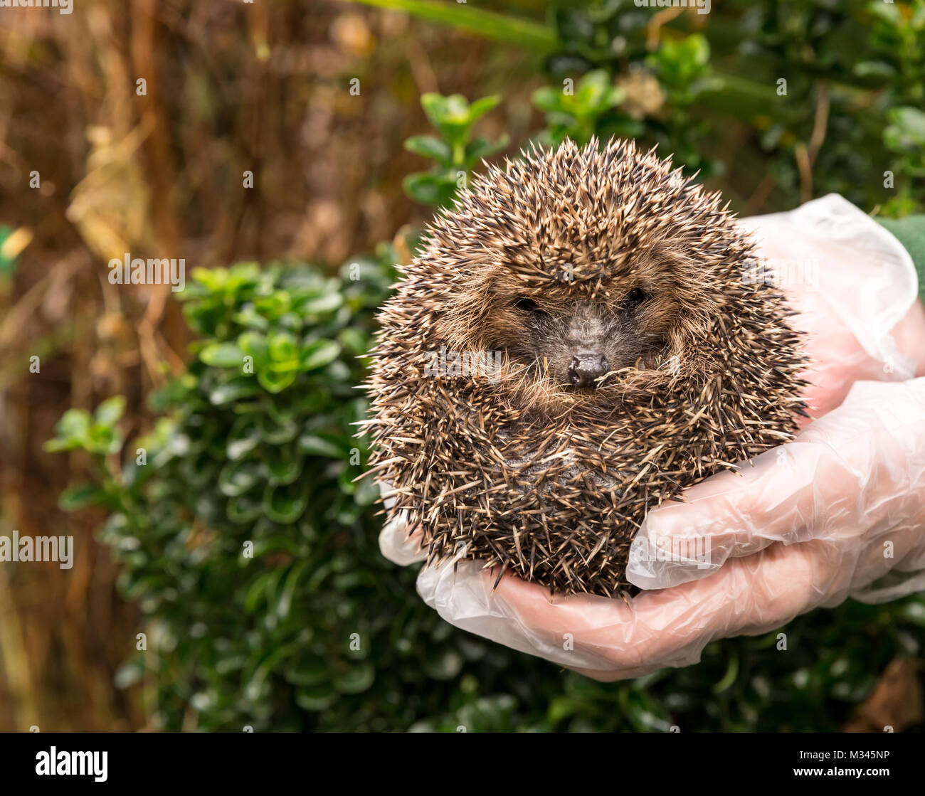 Close up of a wild, native, European hedgehog being returned to the wild. Scientific name: Erinaceous Europaeus.  Space for copy.  Clean background. Stock Photo