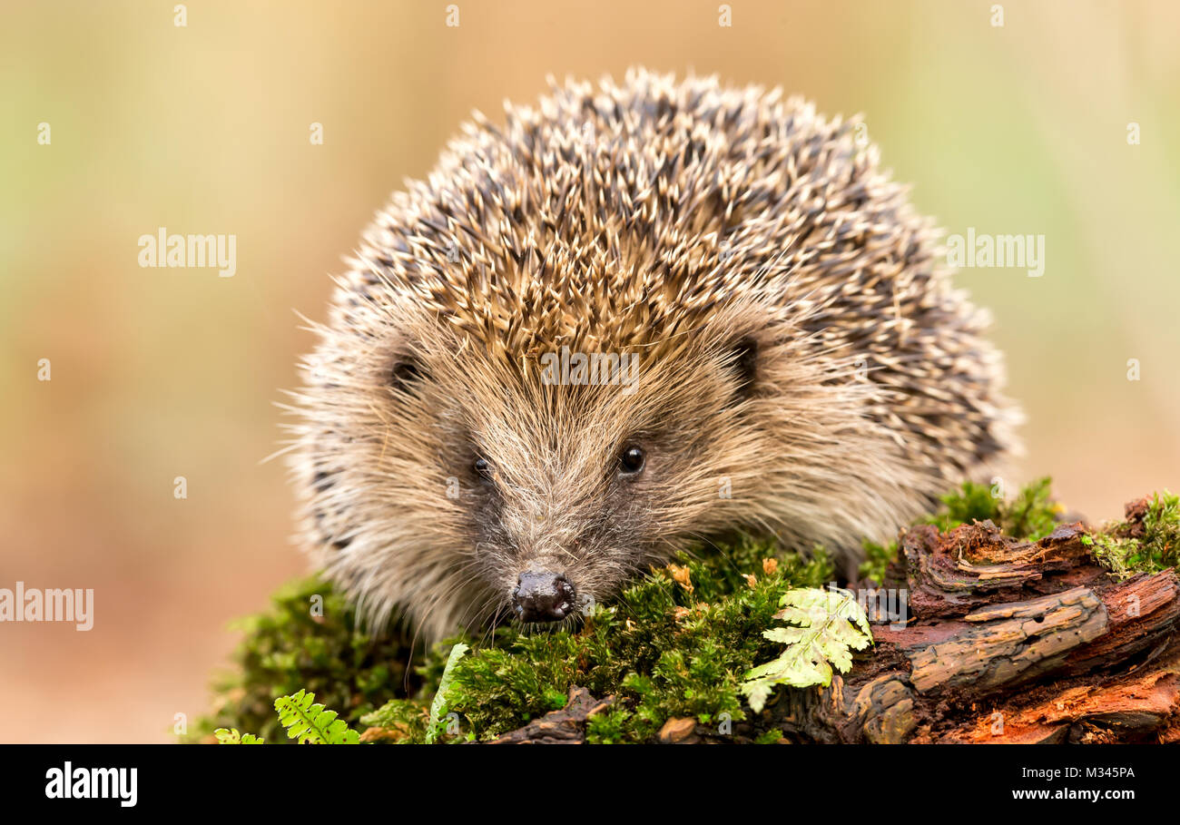 Hedgehog, native, wild hedgehog. Erinaceous Europaeus on green mossy log, Yorkshire, England, UK Stock Photo