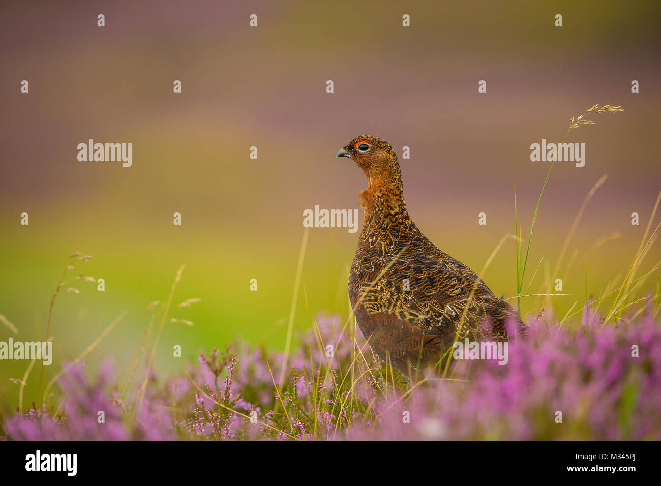 Red Grouse in Purple Heather on Yorkshire Grouse Moor, UK Stock Photo