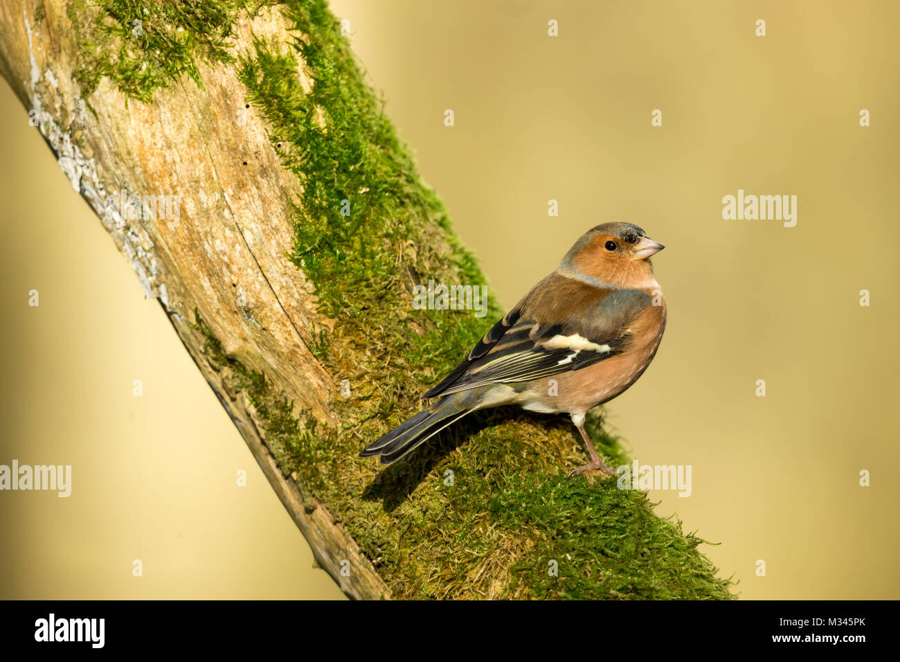 Male Chaffinch on green, moss covered log with blurred background Stock Photo