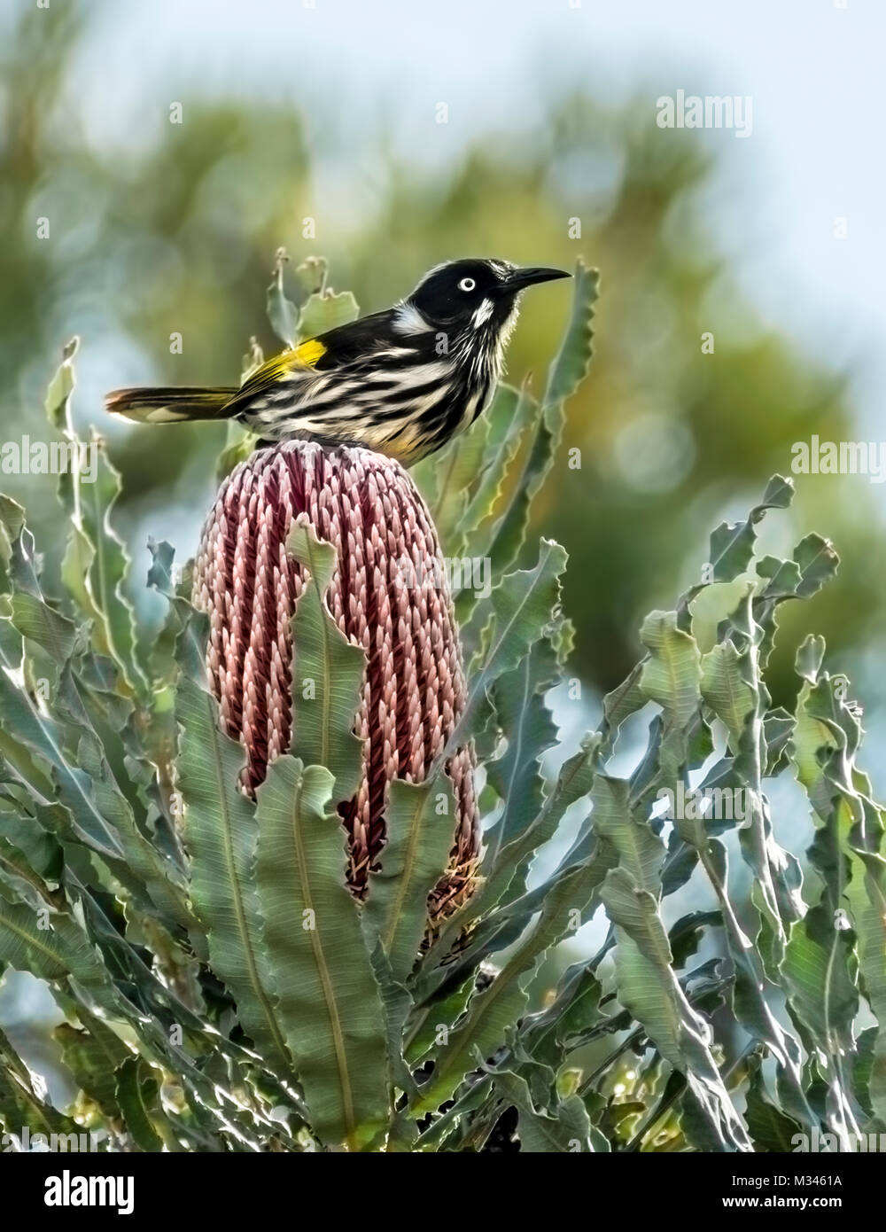 New holland honeyeater bird hires stock photography and images Alamy