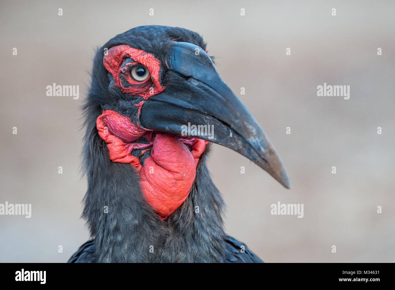 Portrait of ground hornbill, South Africa Stock Photo