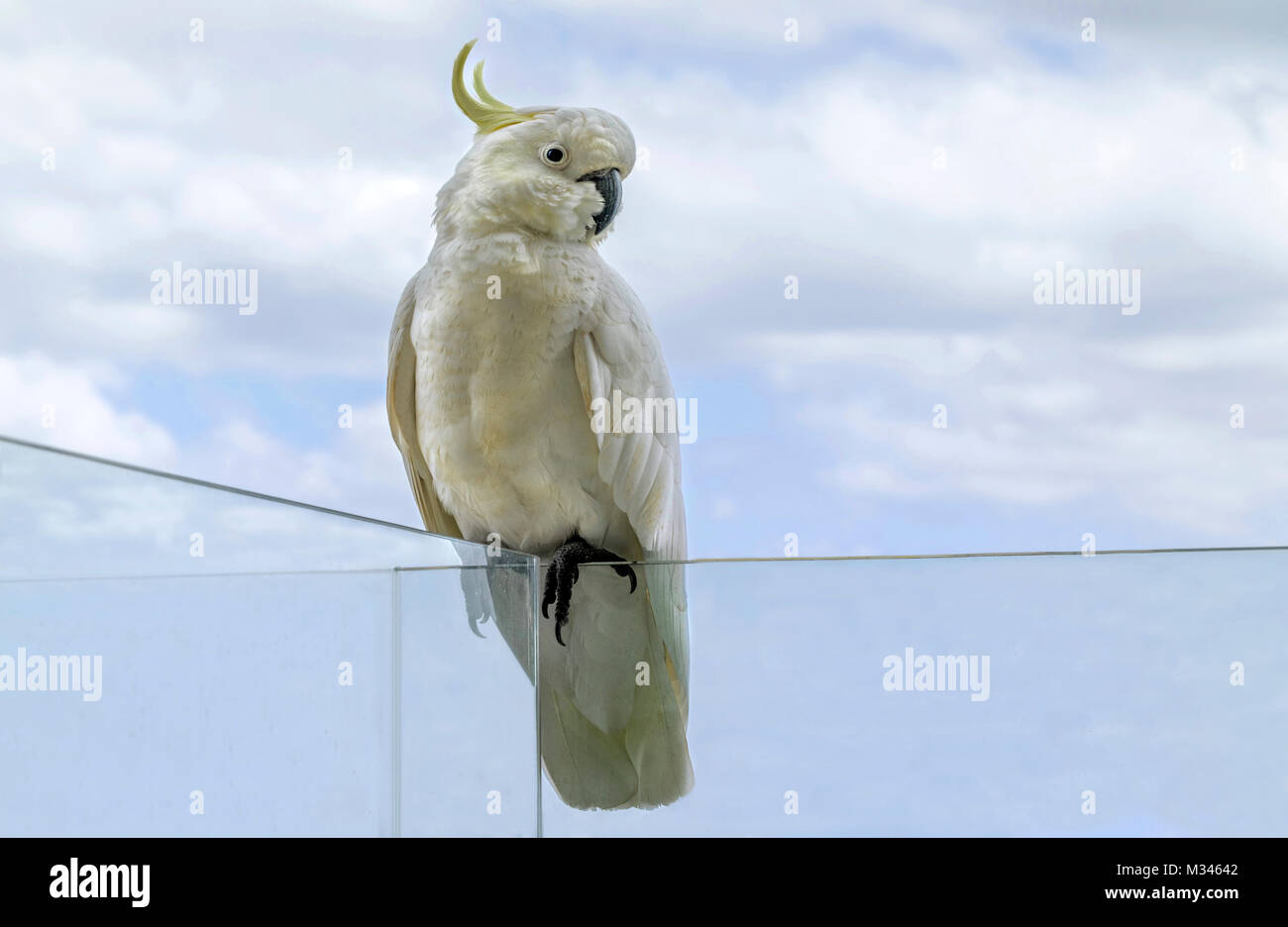 Sulphur-crested Cockatoo (Cacatua sulphurea), Australia Stock Photo