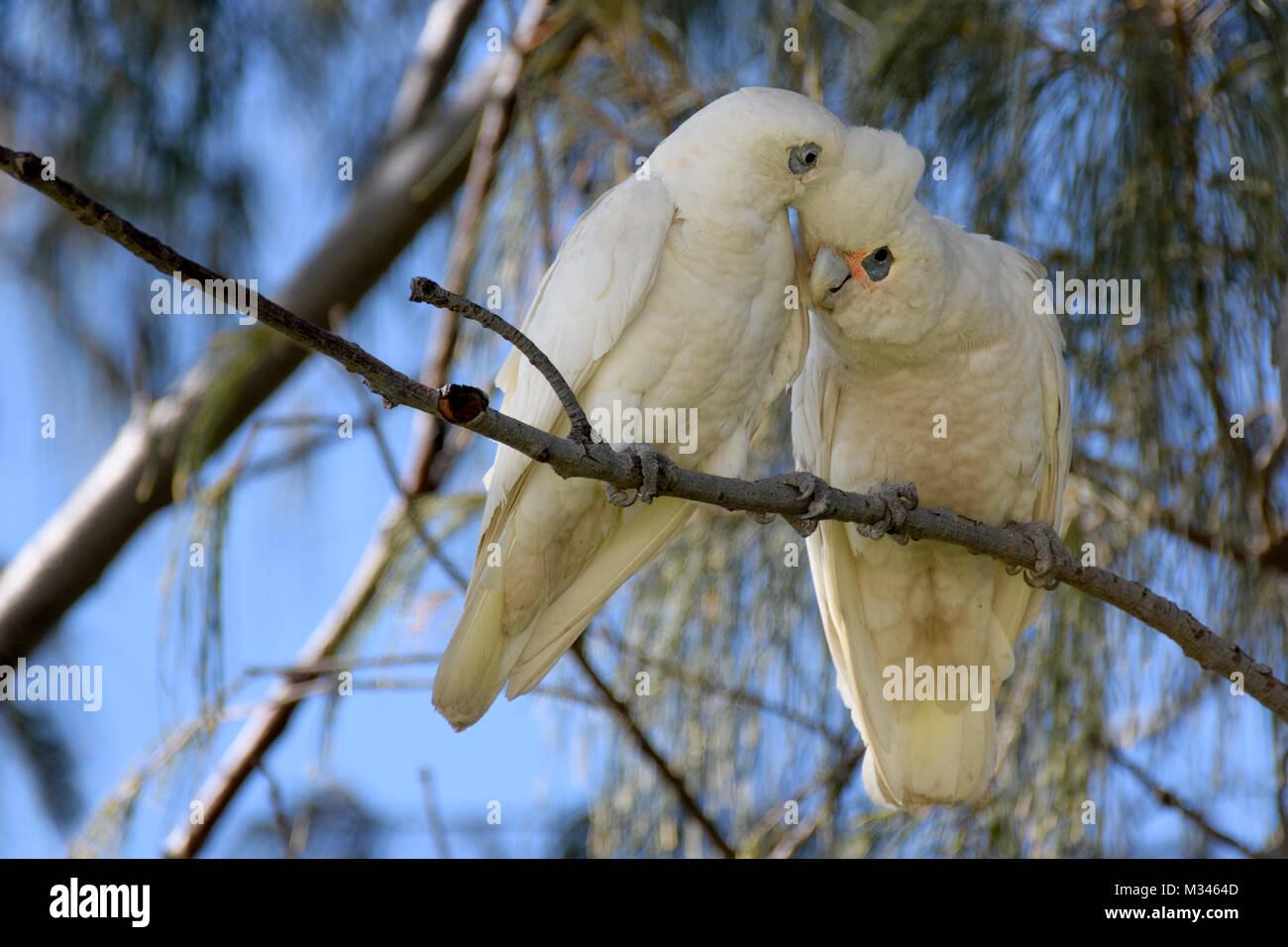 Two Corellas perched on a branch, Perth, Western Australia, Australia Stock Photo