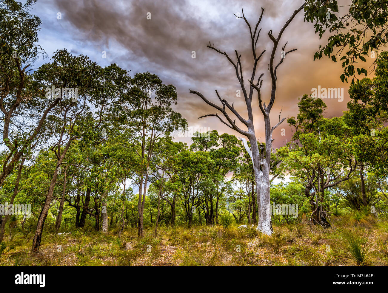 Bush fire burning in the hills of Perth, western Australia, Australia Stock Photo