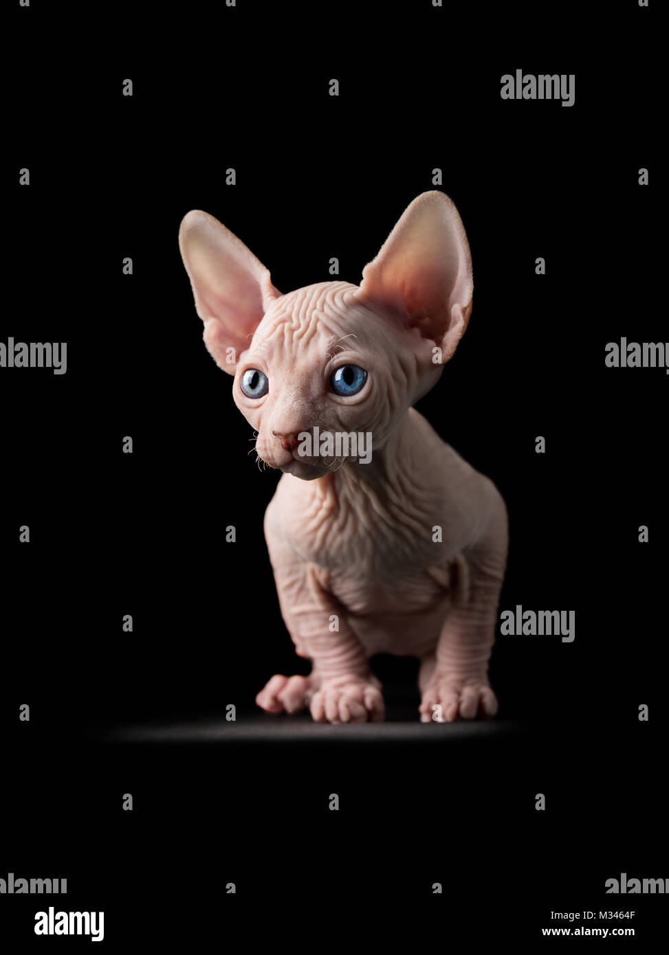 Portrait of a sphynx cat Stock Photo