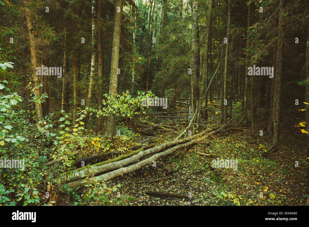 Wild Autumn Forest. Fallen Trees In Green Coniferous Forest Reserve Stock Photo