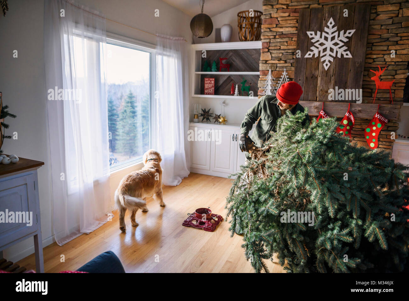 Man setting up a Christmas tree in the living room with golden retriever dog looking out of the window Stock Photo
