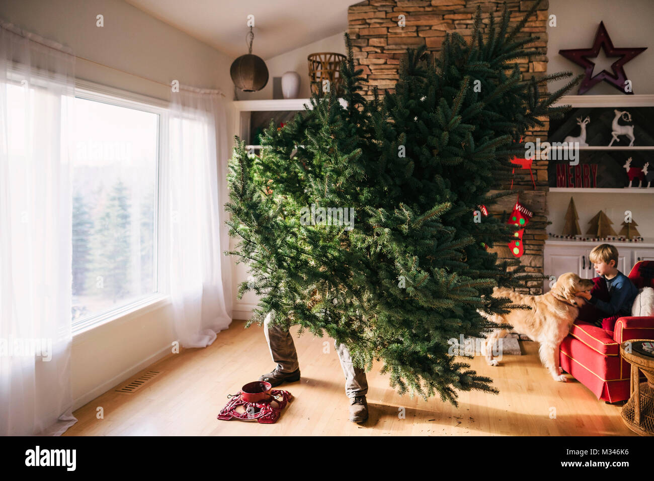 Man setting up a Christmas tree in the living room with son and dog sitting on a couch Stock Photo