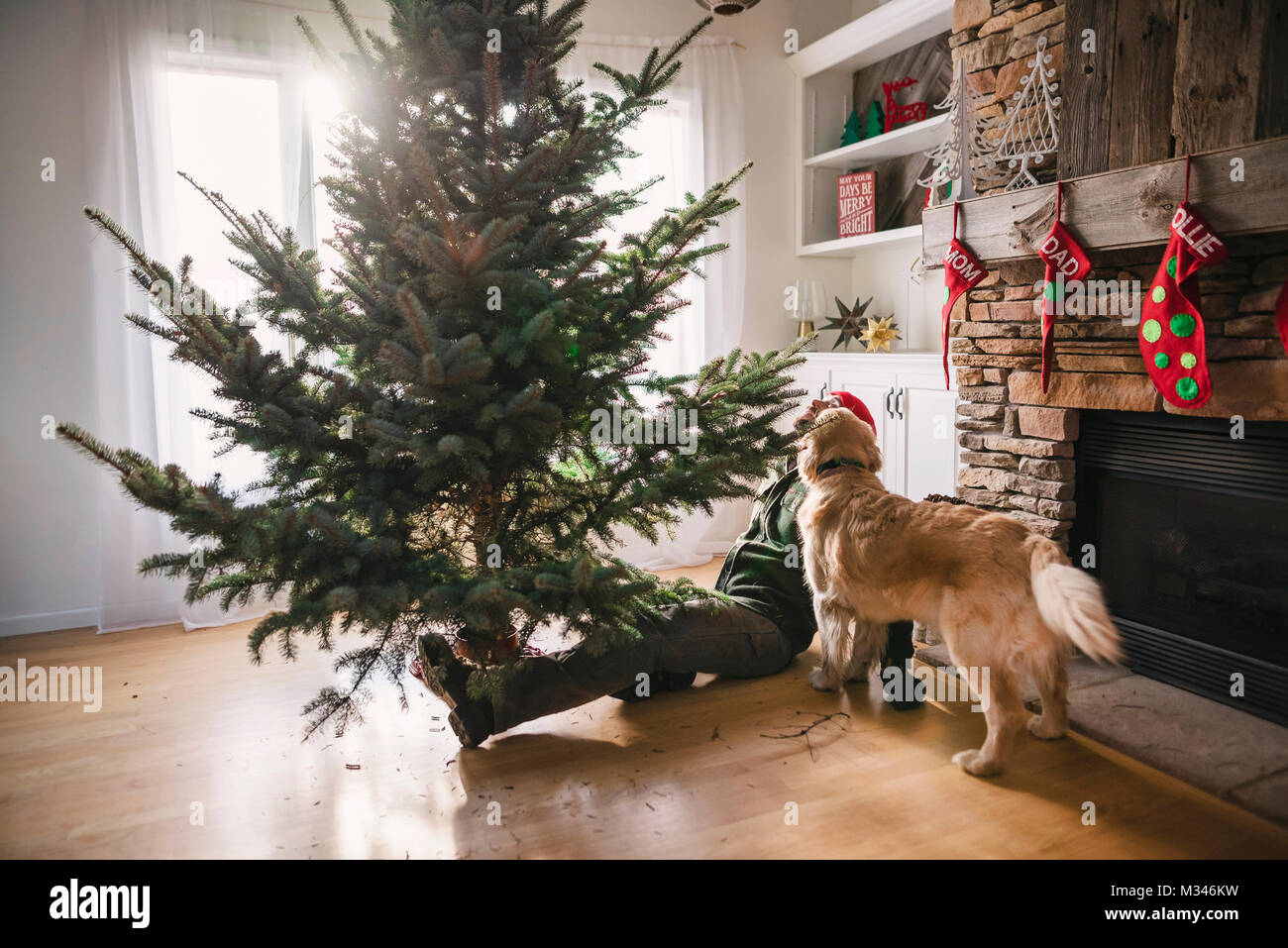 Man setting up a Christmas tree with golden retriever dog Stock Photo