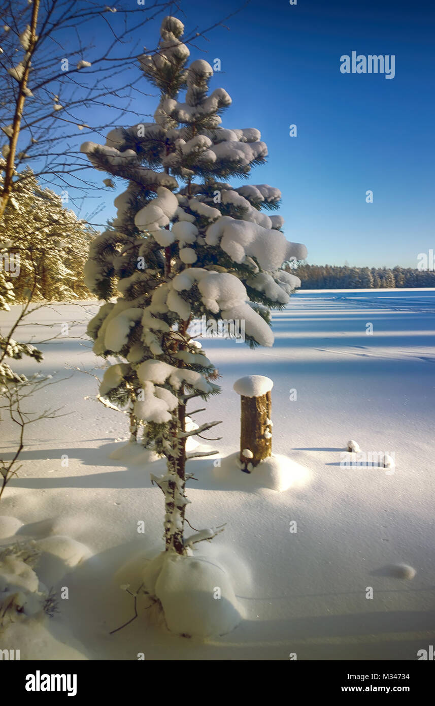 Winter wonderland. Spruce tree forest covered with snow and frozen lake ...