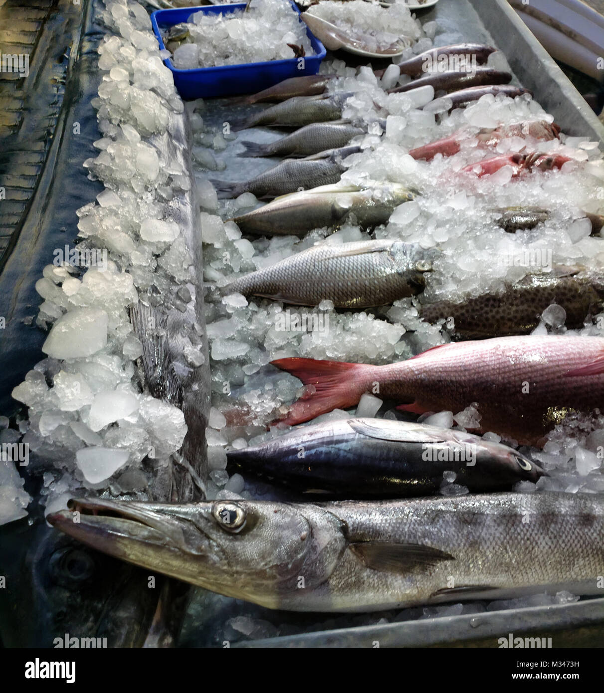 Fish market in province Kerala, India. In trays of ice lined with fish from Arabian sea. Barracuda, Sphyraena in foreground Stock Photo