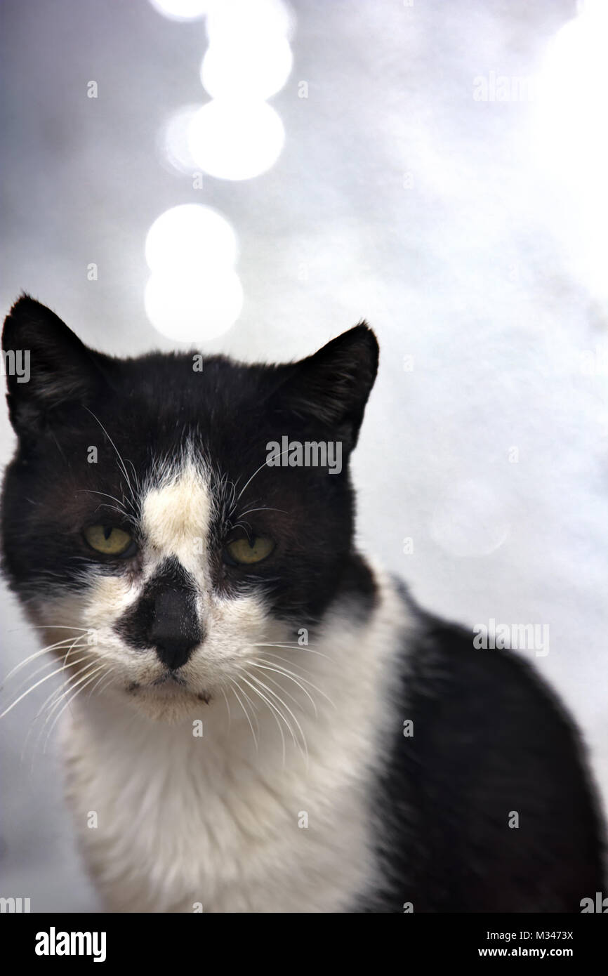 skinny black and white cat