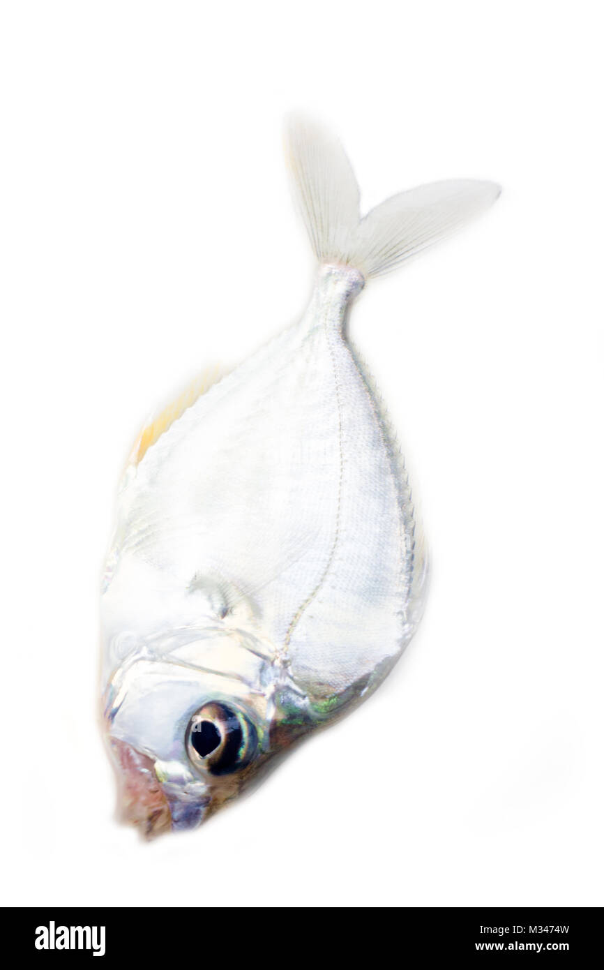 Sea Bream Fish or Pseudocaranx dentex or trevally fish or dollarfish - Oily fish, butterfish is collective trade name some species of fish from Indian Stock Photo