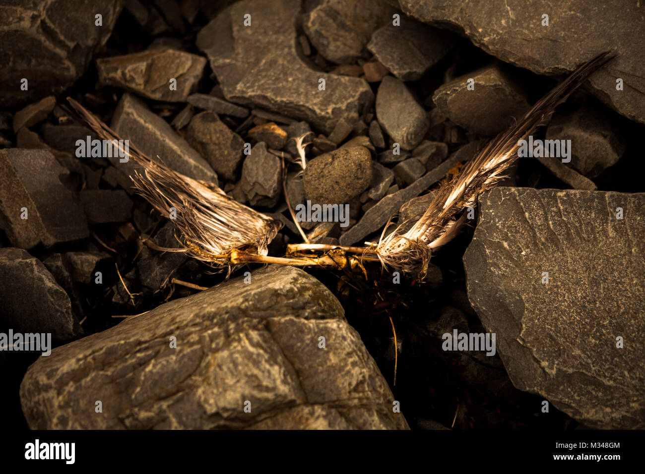 Skeleton with wings hi-res stock photography and images - Alamy
