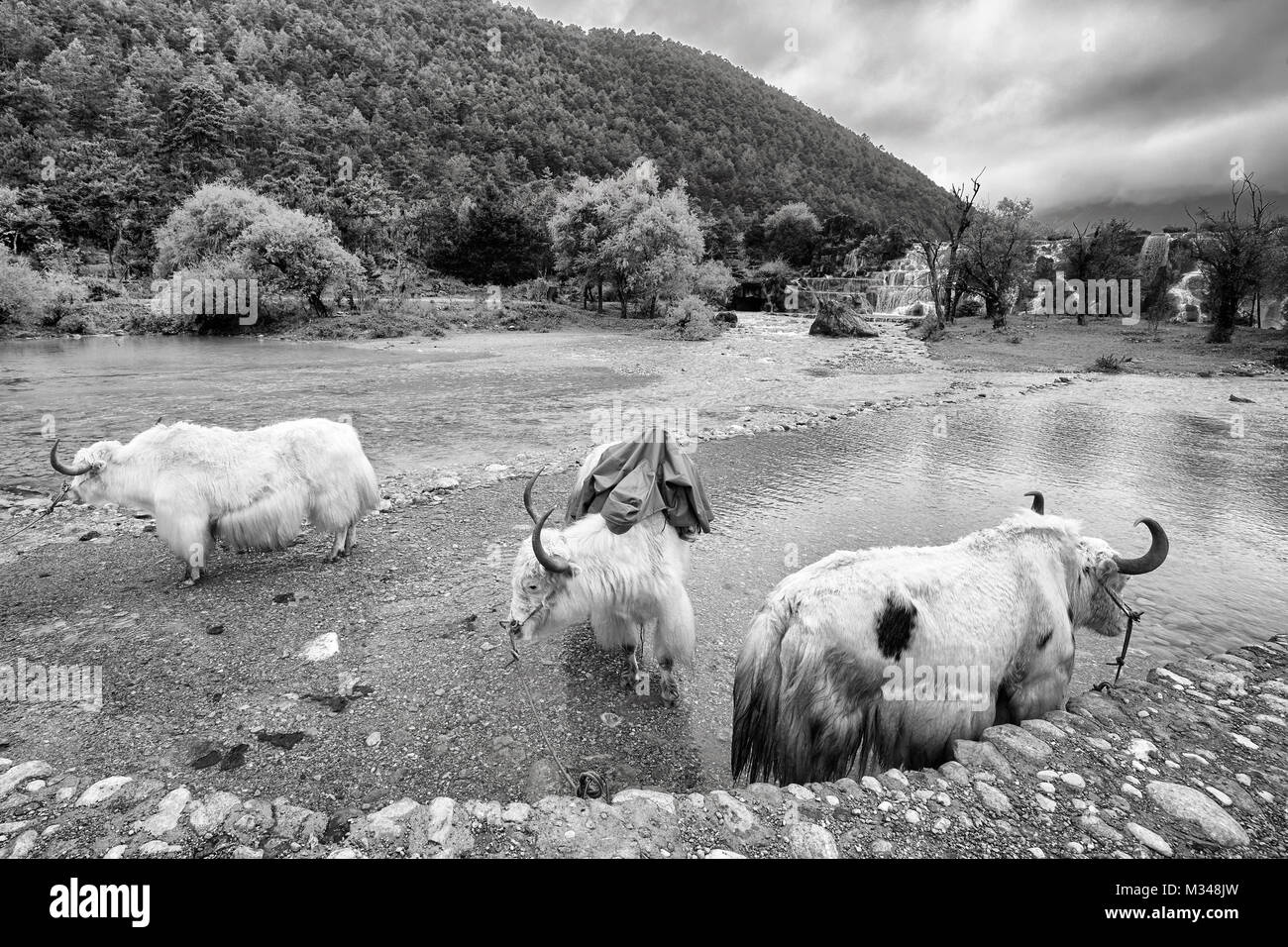 Yaks at the White Water River bank in the Blue Moon Valley, one of the China top travel destinations. Stock Photo