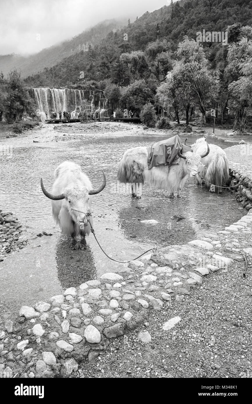 Yaks at the White Water River bank in the Blue Moon Valley, one of the China top travel destinations. Stock Photo